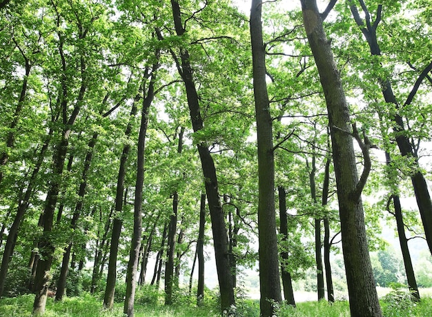 Groene bomen in het zomerbos