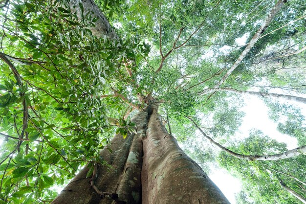 groene bomen in het zomerwoud