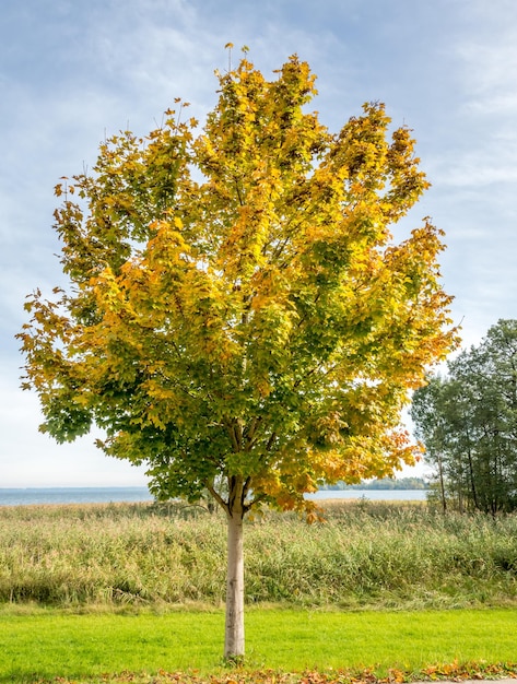 Groene bomen in paleispark Herrenchiemsee