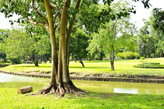 Groene bomen in park
