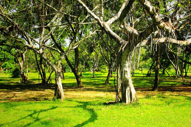 Groene bomen in park