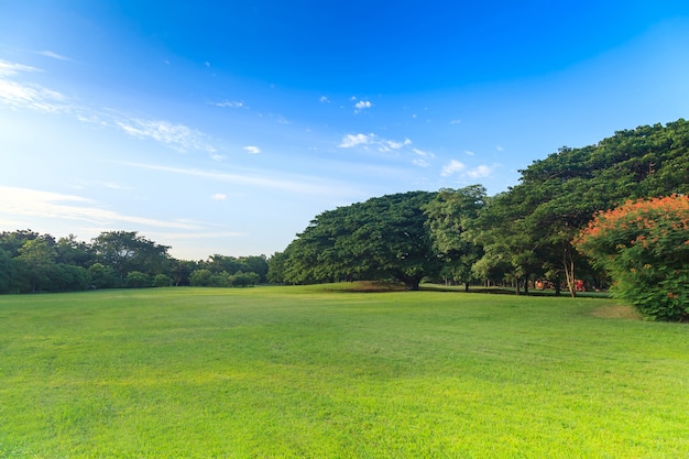 Groene bomen in prachtig park onder de blauwe hemel