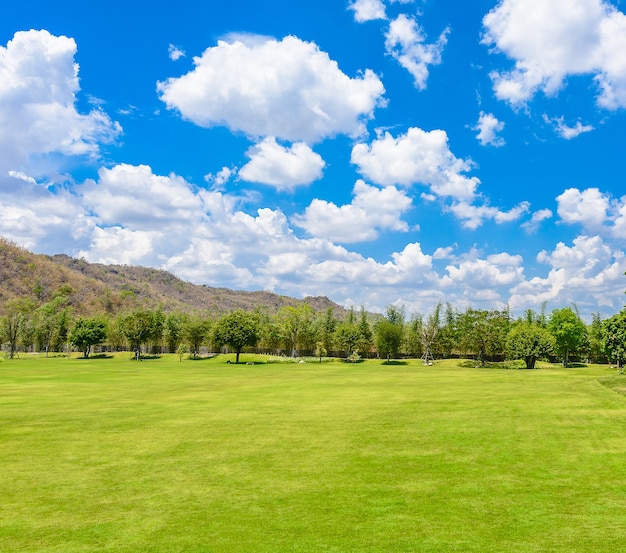 Groene bomen in prachtig park over blauwe hemel