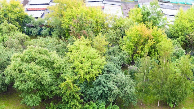 Groene bomen in stadstuin in regenachtige dag