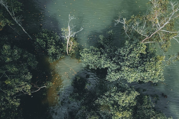 Foto groene bomen op de rivier foto