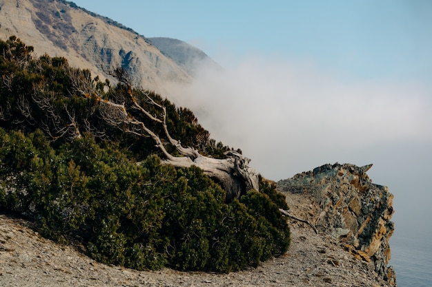 Foto groene bomen op een berg en mist