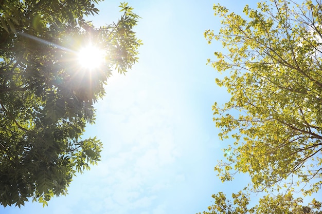 Groene bomen op zonnige dag onderaanzicht