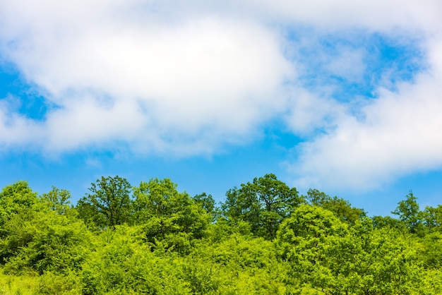 Groene bomen tegen de blauwe lucht