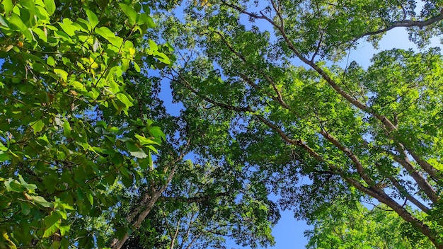 groene bomen tegen een blauwe hemelachtergrond