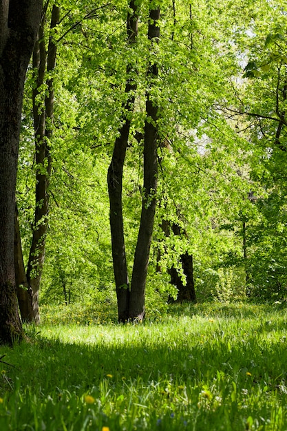 Groene bomenachtergrond in bos