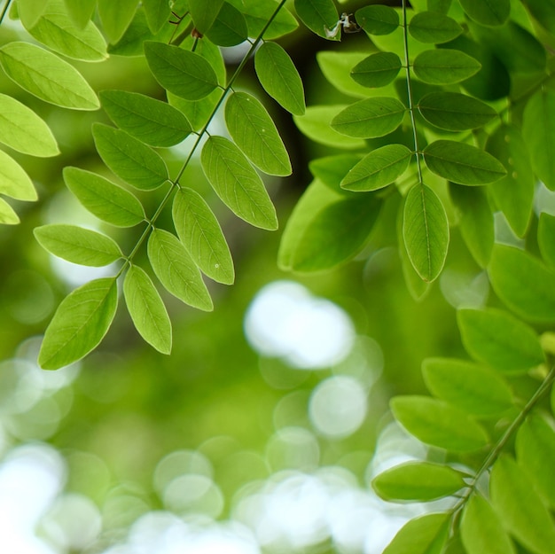 Groene boom bladeren en takken in de natuur in de zomer