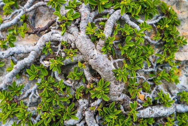 Groene boom die op rots groeit