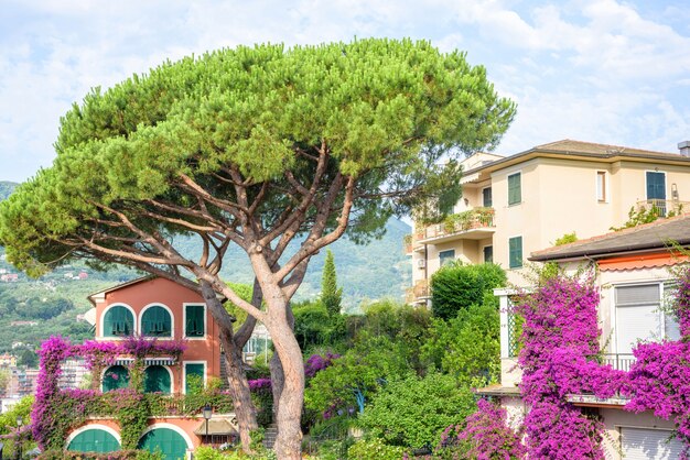 Groene boom en purpere bloemen, Santa Margherita Ligure, Italië