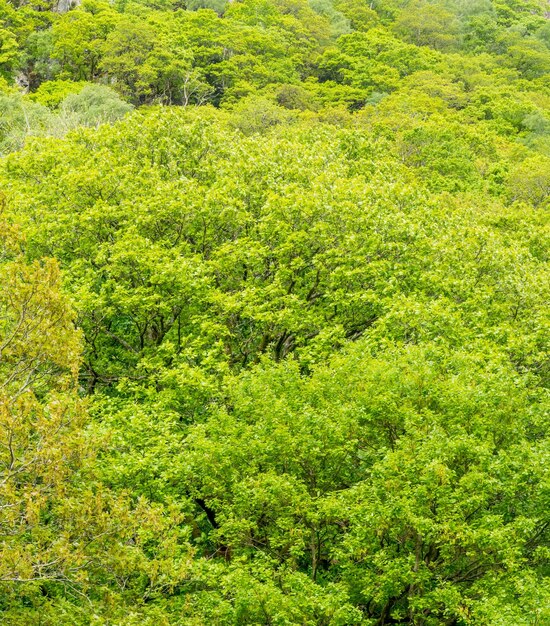 Groene boom in bos voor achtergrond