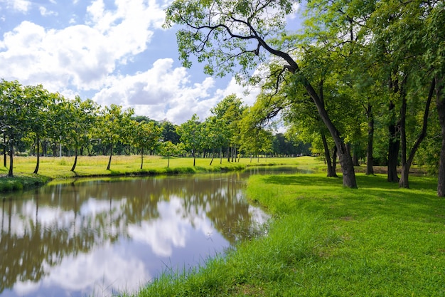 Groene boom in een prachtig park onder de blauwe hemel met weerspiegeling in het water