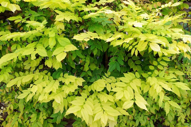 Groene boom in het park van Mantua, Lombardije, Italië