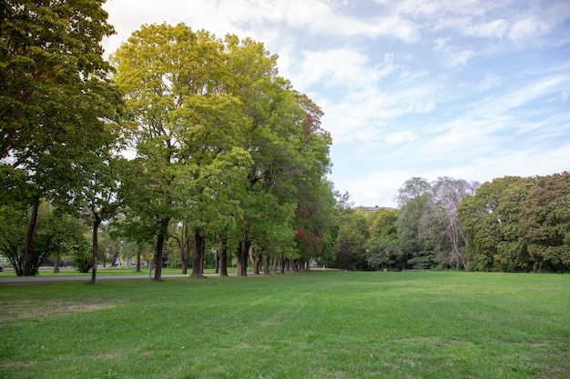 Groene boom in stadspark.