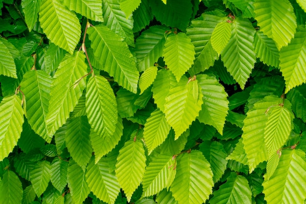 Groene boom laat textuur achtergrond