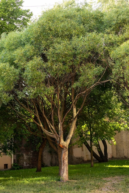 Groene boom omringd door woonhuizen Boom op voetpad tegen gebouw in stad