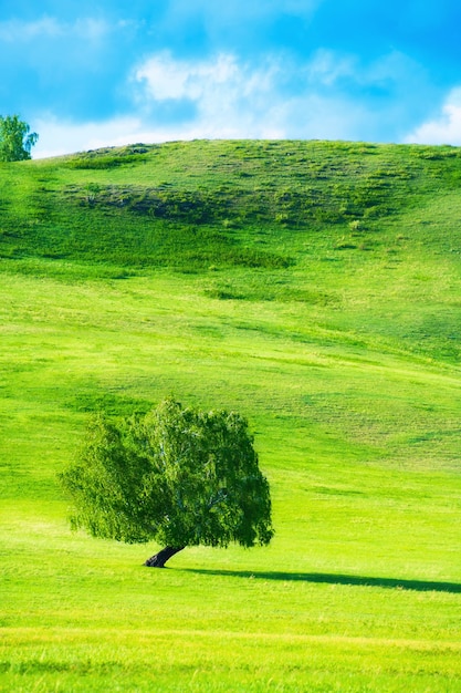 Groene boom op de heuvels met vers groen gras. Mooie zomerse landschap. Zuid-Oeral, Rusland