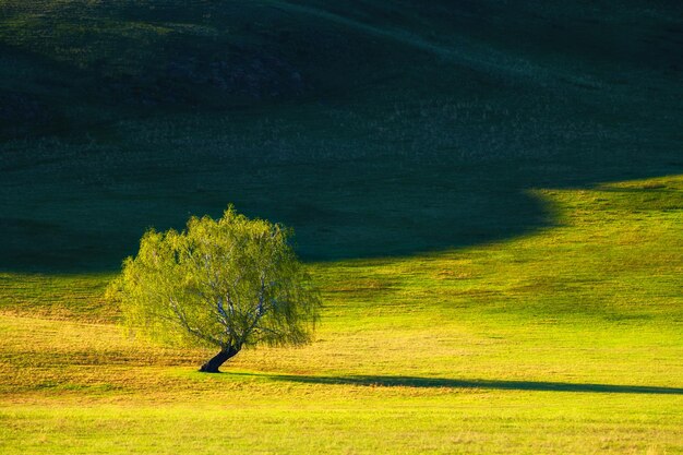 Groene boom op de heuvels met vers groen gras. Mooie zomerse natuur achtergrond