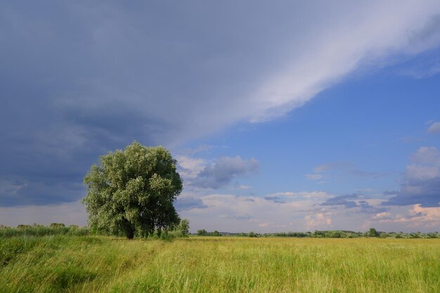 Groene boom op een groene weide met een blauwe lucht