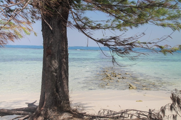 Groene boom op een wit zandstrand Karimun Jawa Island Indonesia