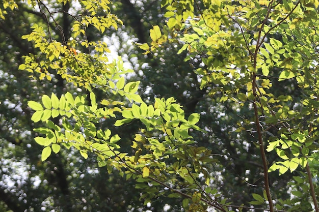 Groene boom textuur achtergrond in de tuin