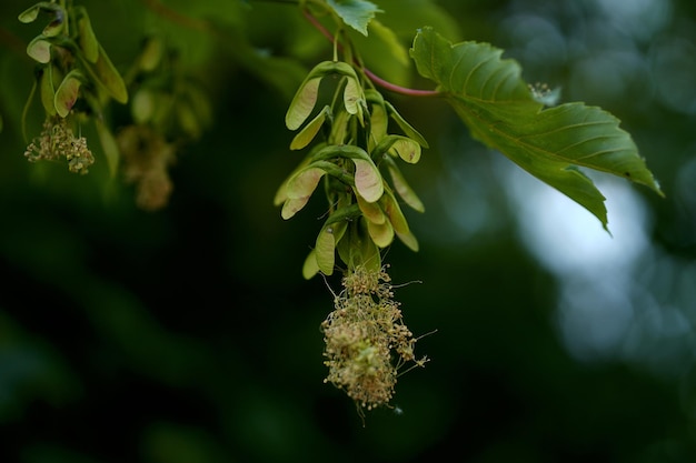 Groene boom