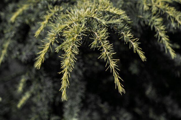 Groene boombladeren als achtergrond