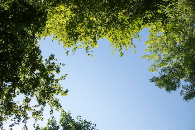 Groene boombladeren en blauwe lucht
