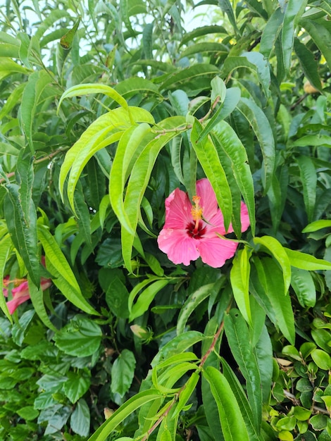 Groene boombladeren en bloem