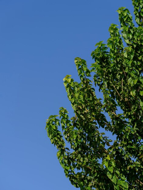 Groene boombladeren en hemelachtergrond