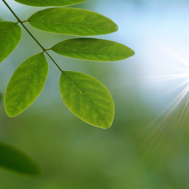 Groene boombladeren en takken in de aard in de zomer