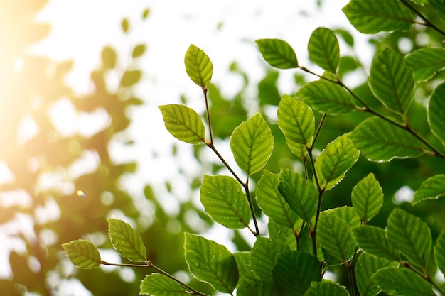 Foto groene boombladeren en takken in de natuur in de zomer groene achtergrond