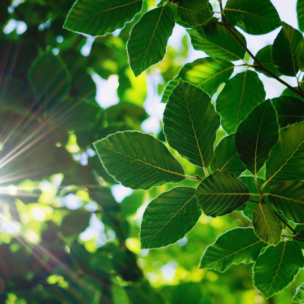 Groene boombladeren geweven in de herfst in de aard, groene achtergrond