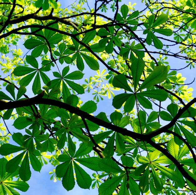 groene boombladeren in de aard in de lente