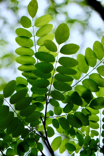 groene boombladeren in de aard in de lente