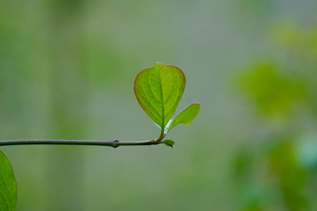 Foto groene boombladeren in de lente