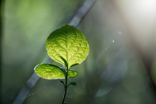 Groene boombladeren in de natuur in de lente groene achtergrond