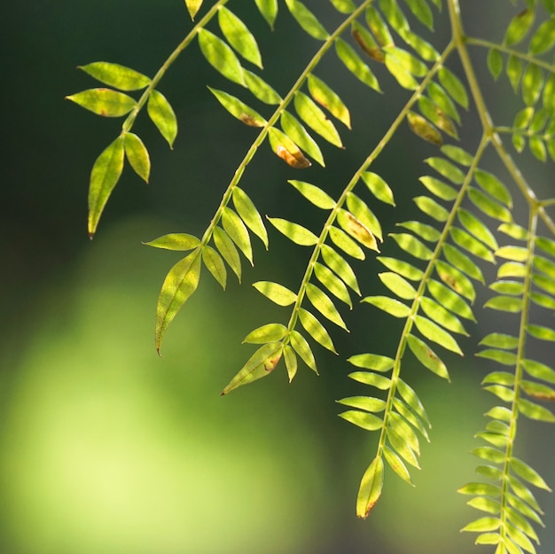 groene boombladeren in de natuur