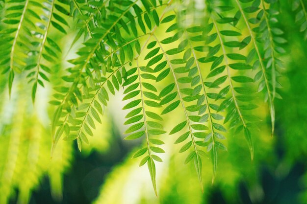 groene boombladeren in de natuur