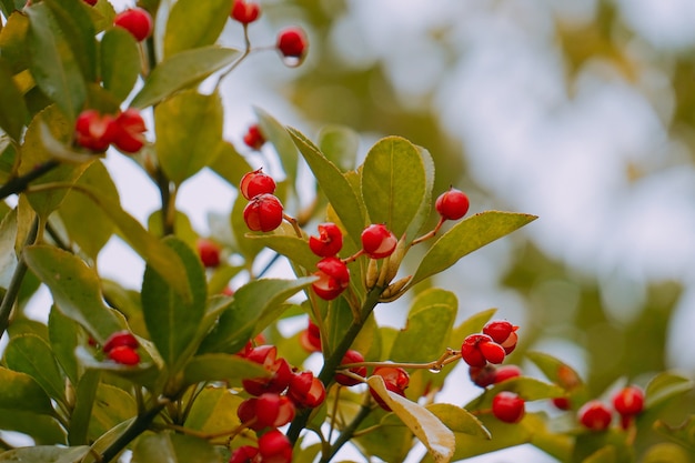 groene boombladeren in de natuur