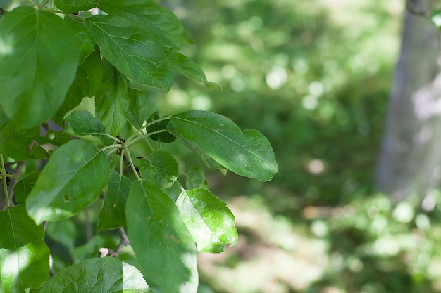 Groene boombladeren op een blauwe hemelachtergrond