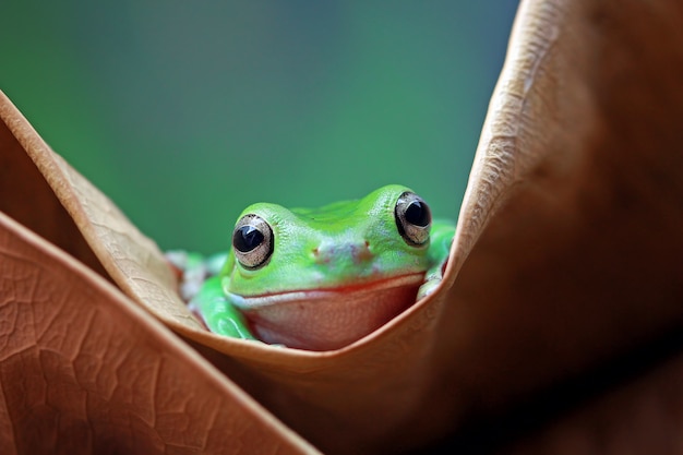 groene boomkikker, dumpy kikker, papoea groene boomkikker op het blad van de dood