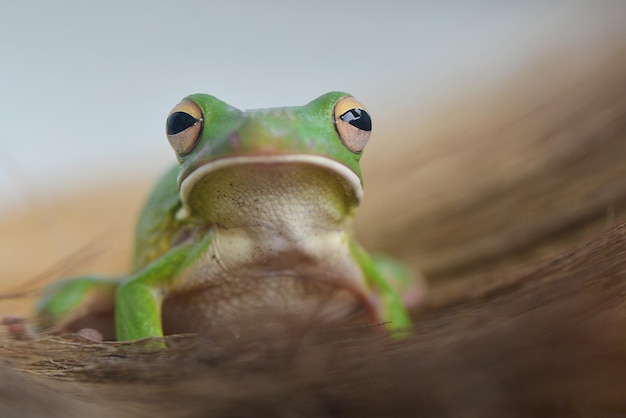 Foto groene boomkikker