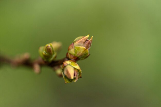 Groene boomknoppen