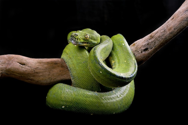 Groene boomphyton opgerold rond een boomtak