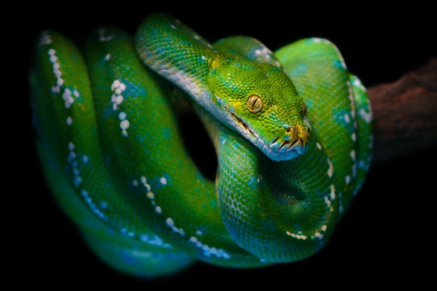 Groene boompython of Chondro-python van Aru-eiland