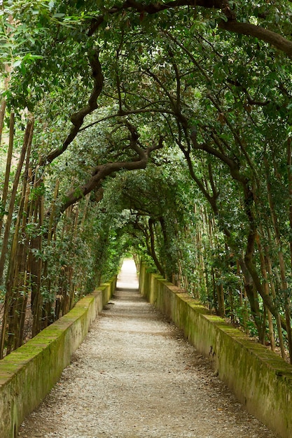 Groene boomsteeg in Boboli-tuinen, Florence, Italië